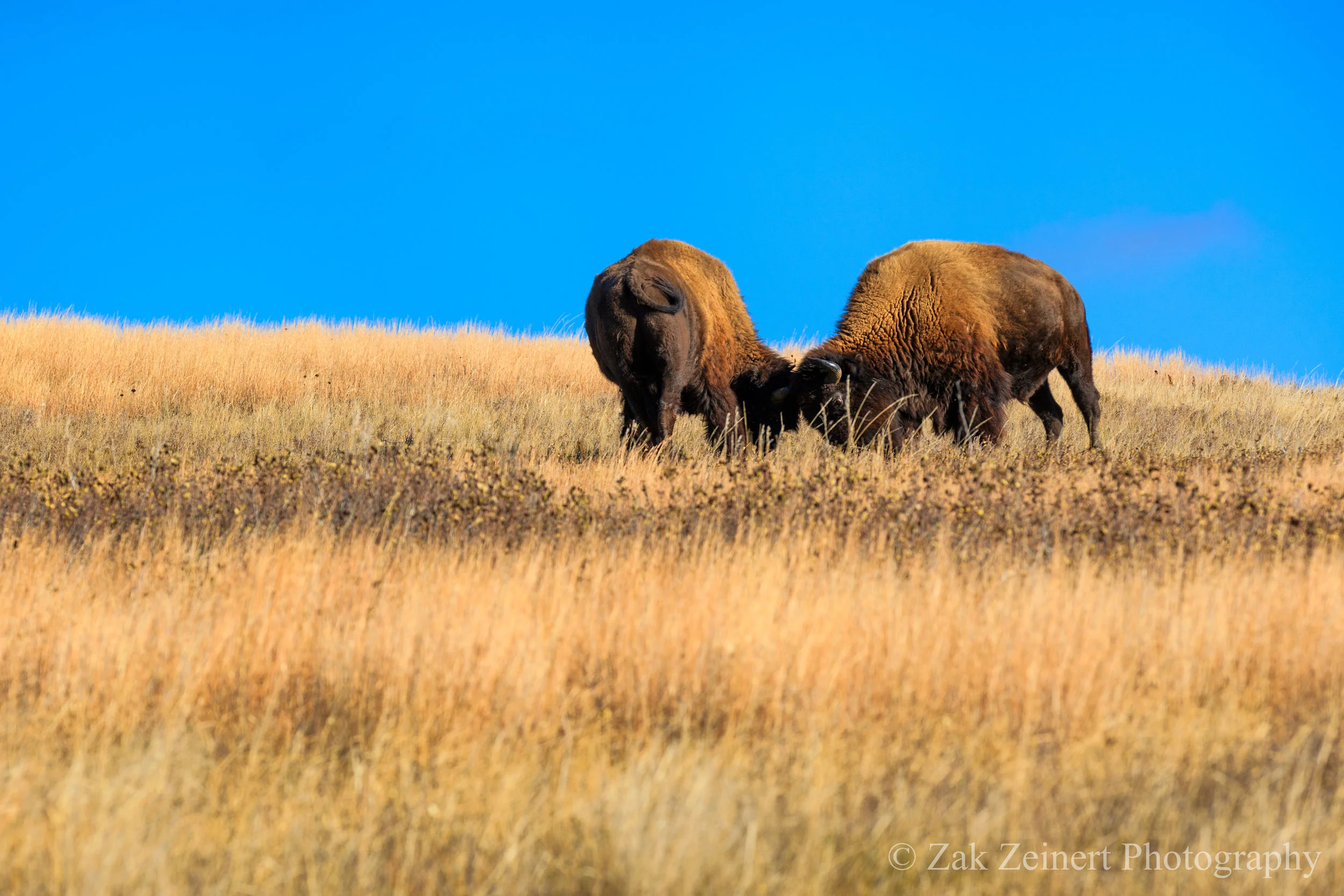 Two buffalo square off near Oxbow Overlook in the North Unit