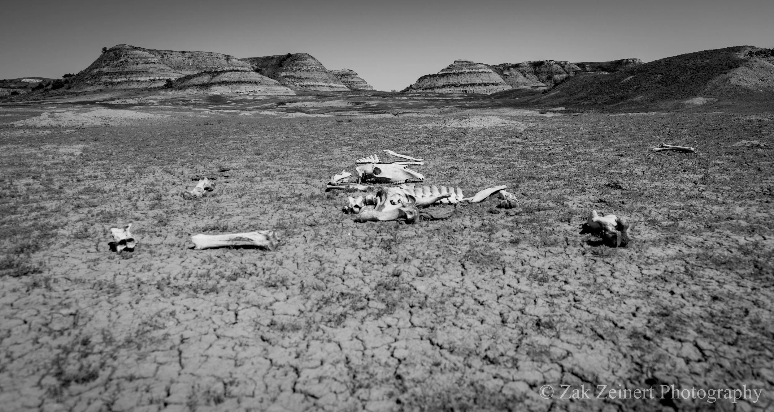 The bones of a wild horse serve as a grim welcome to the prairie dog town on the Lower Talkinton Trail