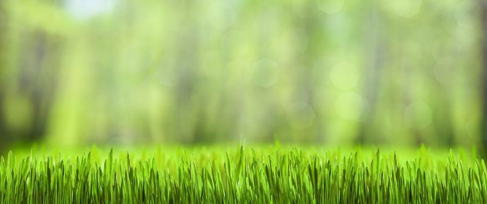 Green Grass.jpg