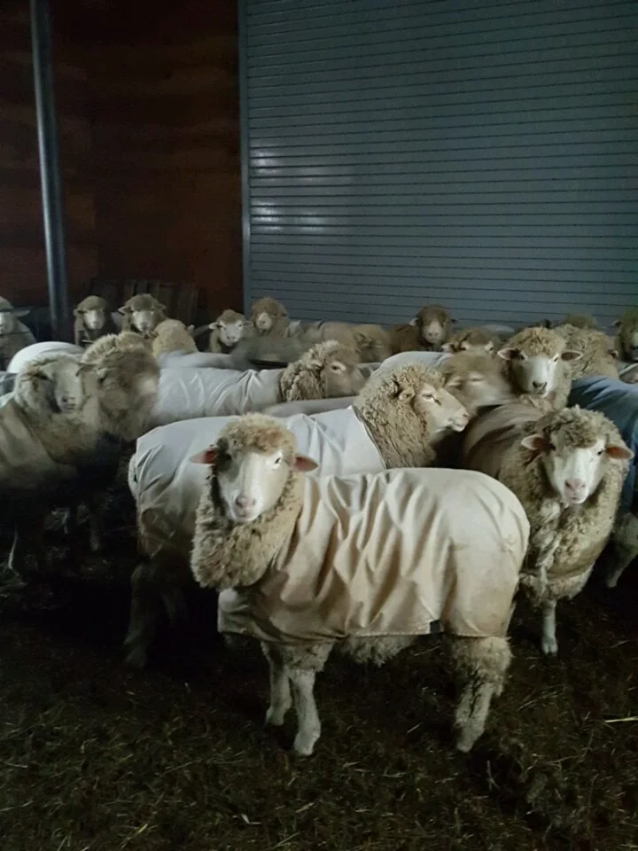 Sheep in coats in barn