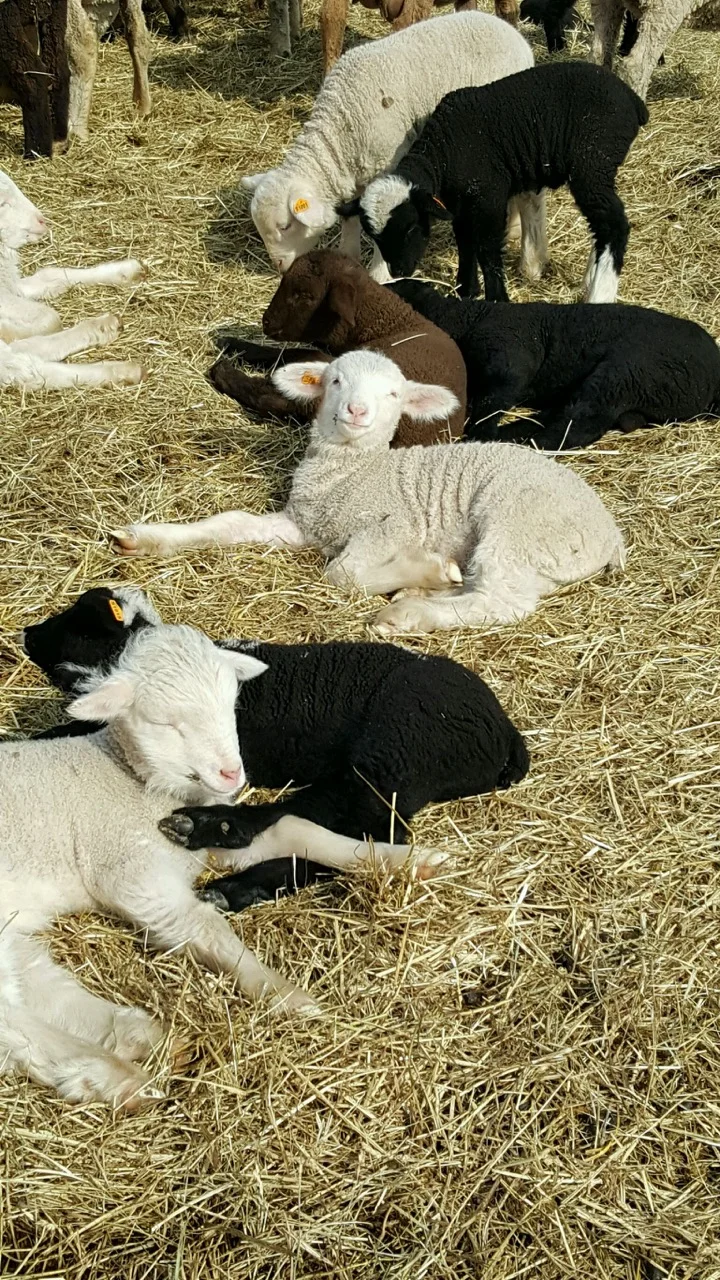 Spring lambs in all natural colors