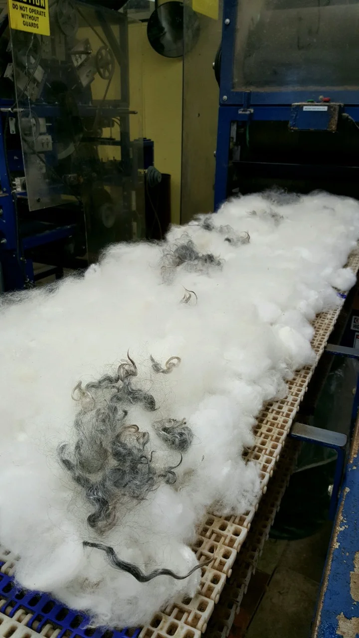Fiber on the in-feed belt of the carding machine