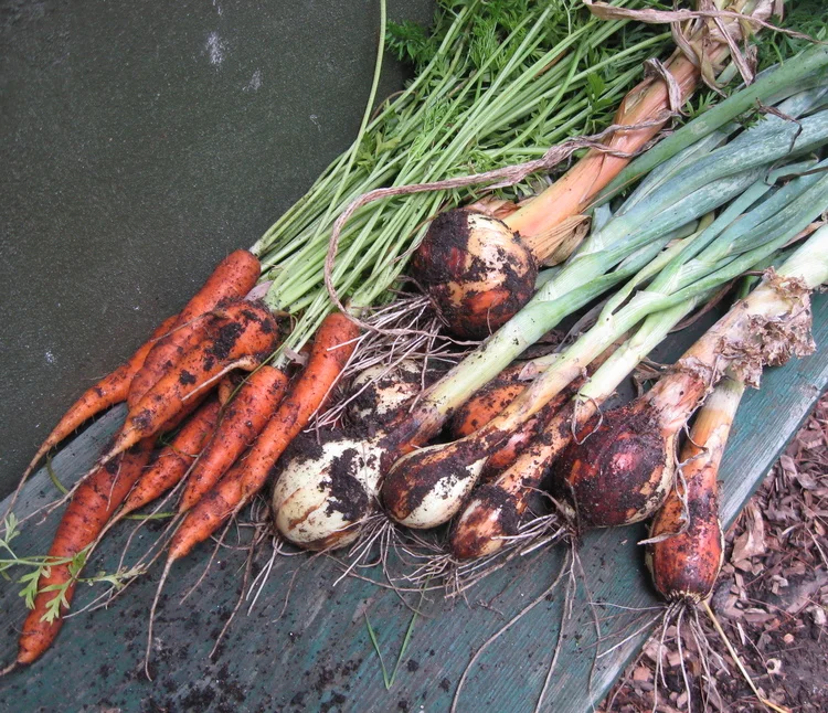 Growing Food in the City