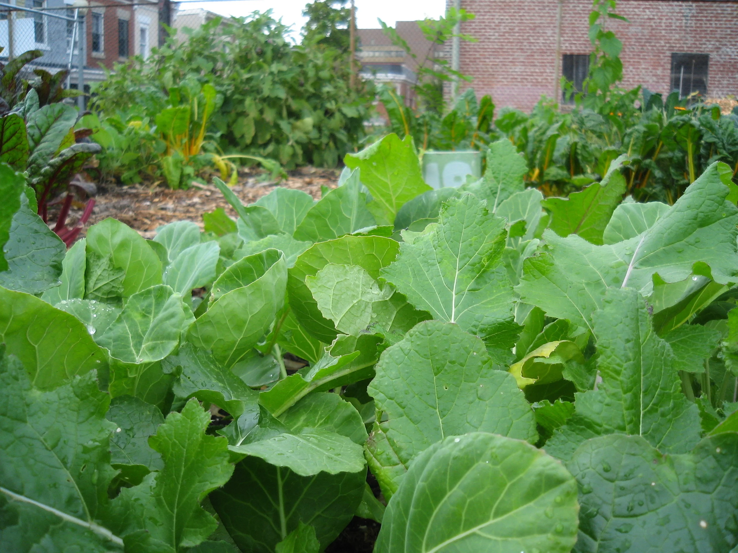 Urban Farming Basics