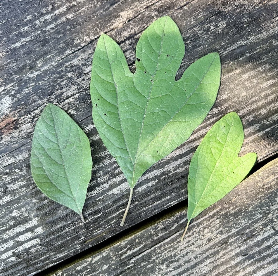 Reclaiming & Reconnecting with Wild Foods - A Juneteenth Foraging Workshop