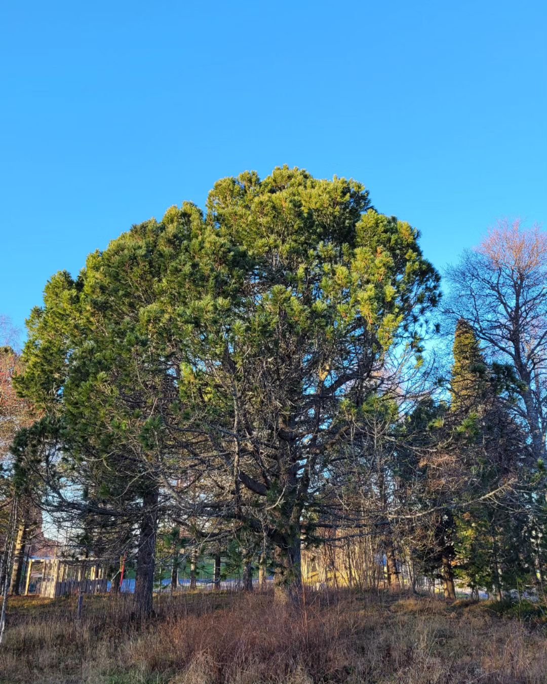 Norther light, Haparanda, 11.2024

#treesofhaparanda