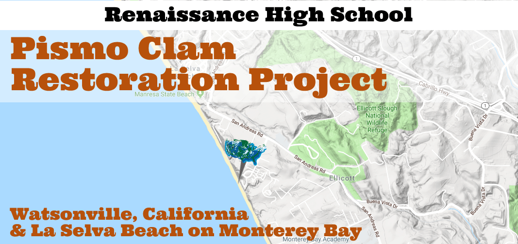 pismo-clam-hero.png