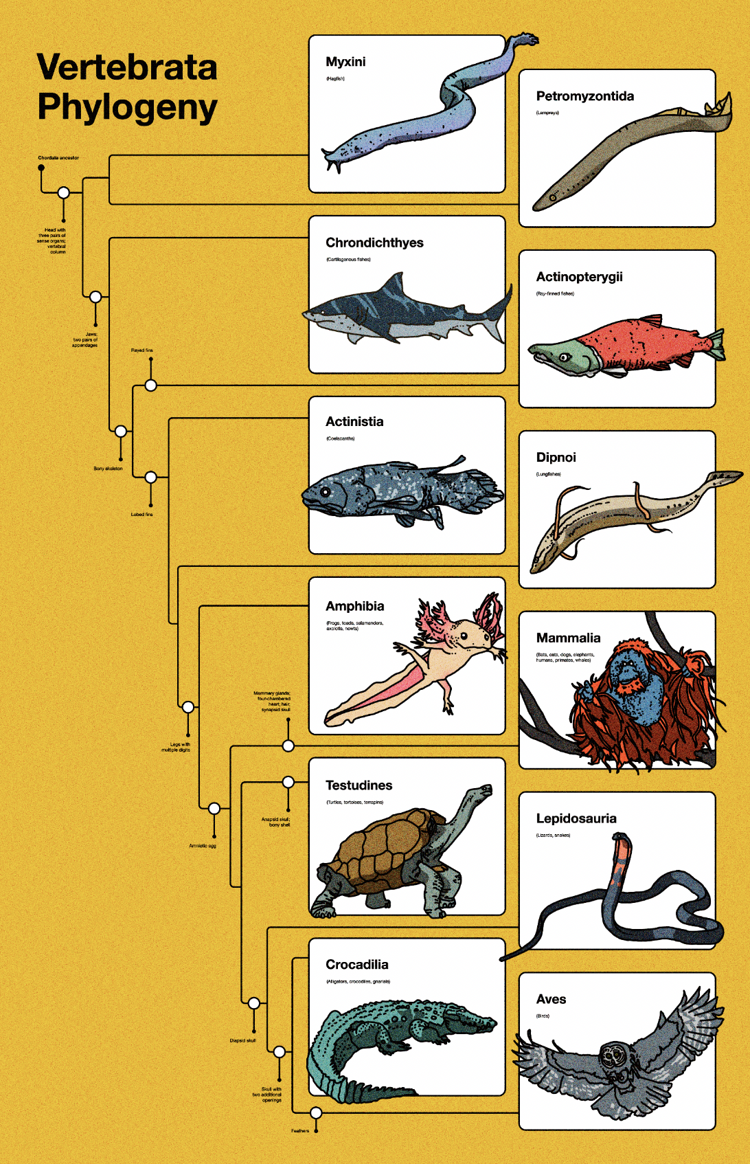 Vertebrate Phylogeny.png