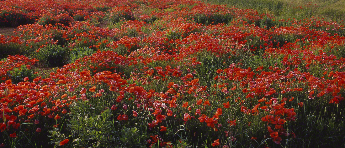 18 Coquelicots  Toscane F Q-9.jpg