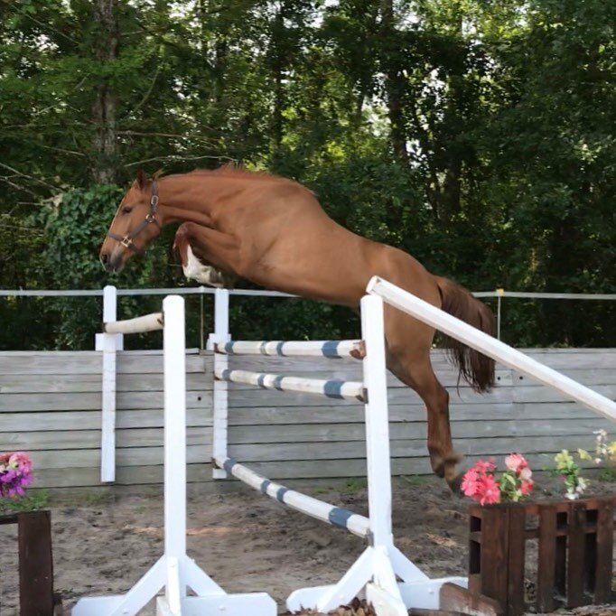 Wanted to introduce Colleen&rsquo;s newest horse Karisa T who is owned by Colleen and the FSG group . Karisa is a three coming four  Holsteiner mare that Colleen is excited to start .