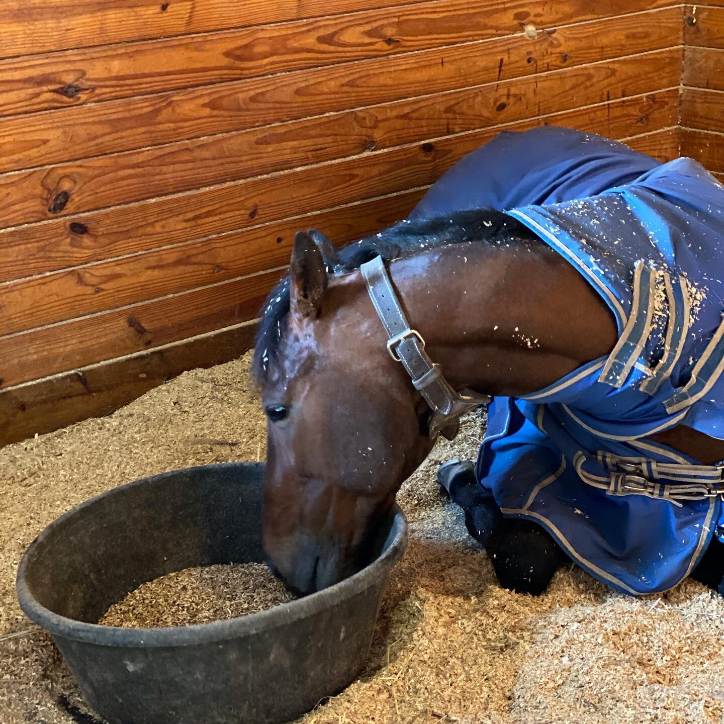 It&rsquo;s rough being an advanced stallion so Confidence Game insists on having breakfast in bed 😁
