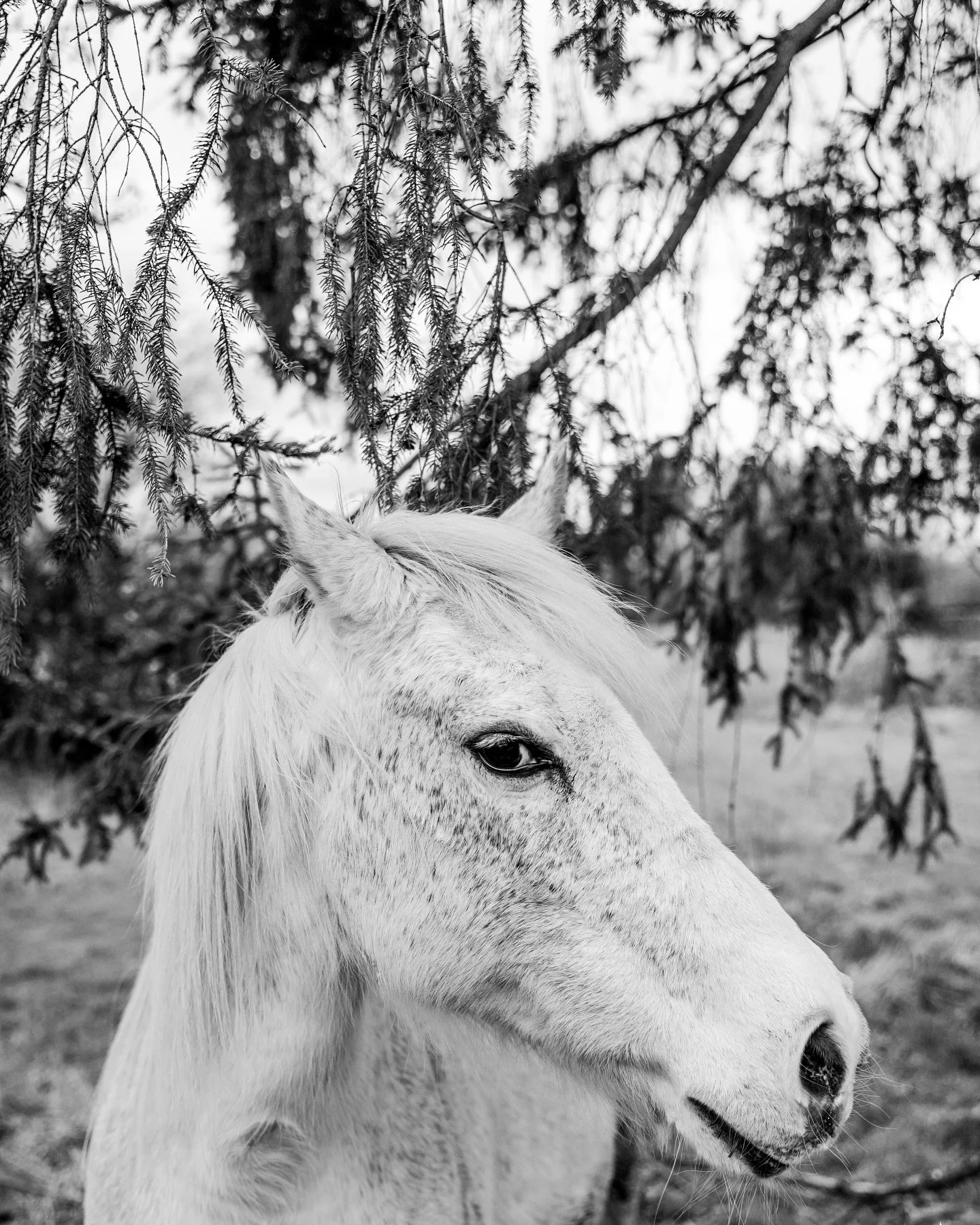 Regard en coin du blanc de l’oeil.
Bonjour
📸 @laraherbinia
#photo #cheval #nature #belgique #laraherbinia
