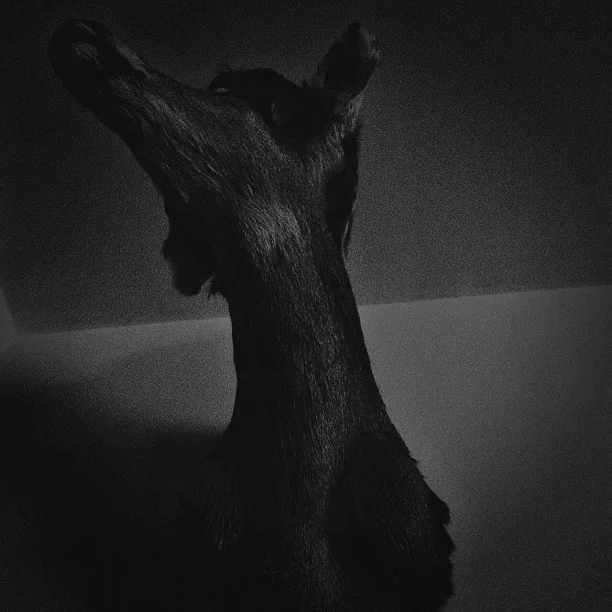 Variations On The Physical Impossibility of Death in the Mind of Someone Living No. II, or Dear Deer Audrey, Brooklyn NYC (Taken with Instagram at Auster Rubber Corp)