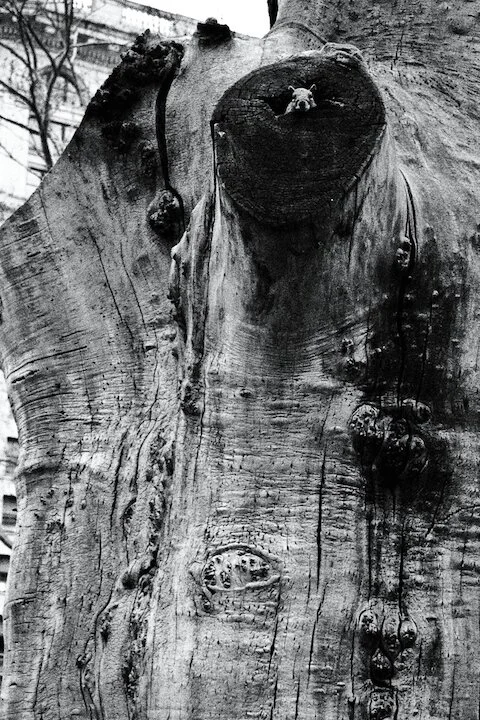 The Hidden Fortress, Madison Square Park NYC