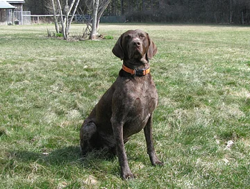 Dog_commands_sit.jpg
