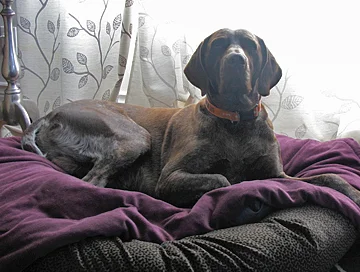 Dog_commands_place.jpg