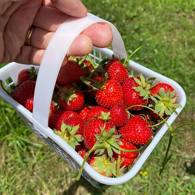 All the wholesome family fun in TN this past week - berry picking, drive-in movies, loads of laughs 🍓
