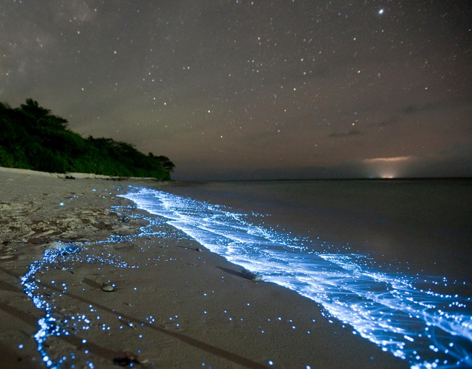 Phytoplankton on the shores of the Vaadhoo Island in the Maldives, National Geographic