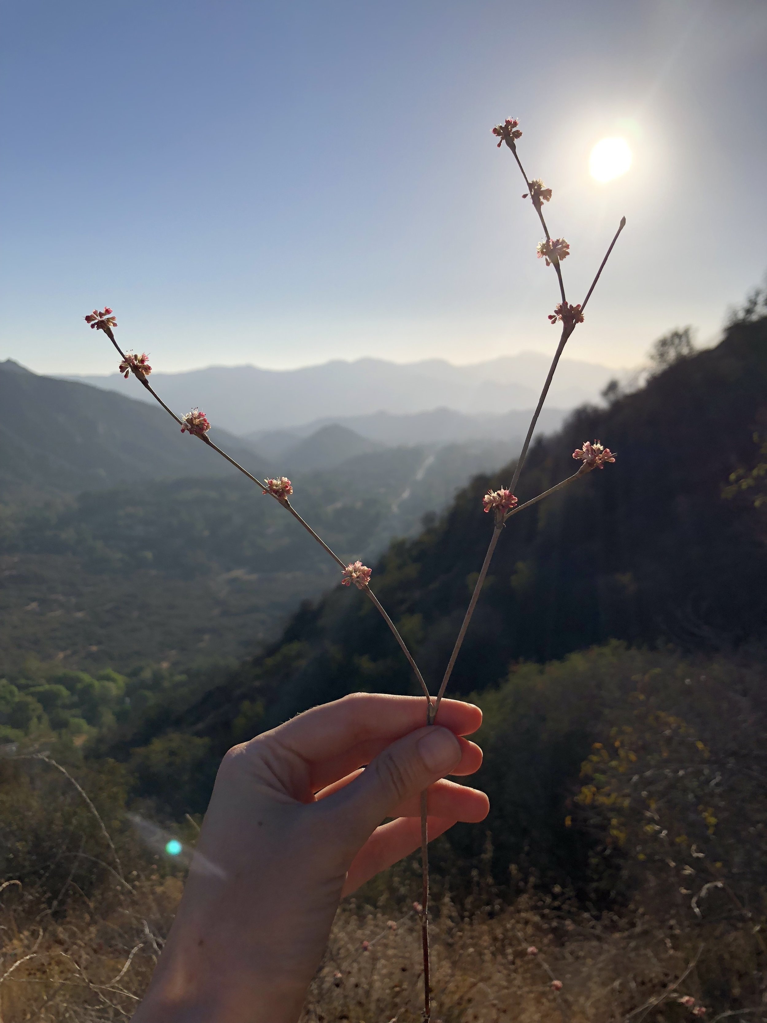 IMG_9484.jpeg