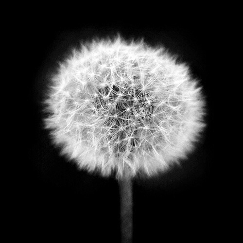 Robert Mapplethorpe