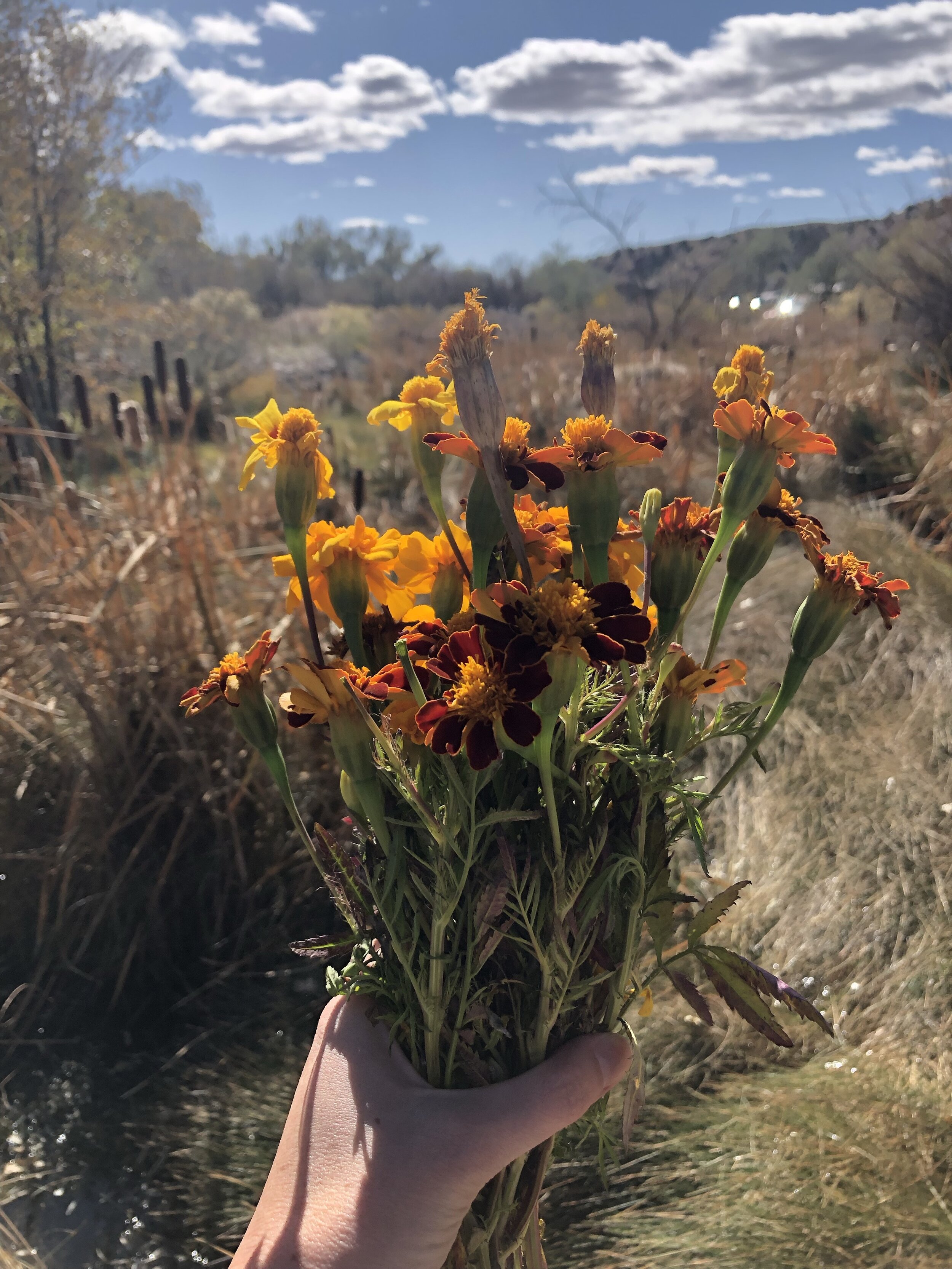 IMG_3586.jpeg