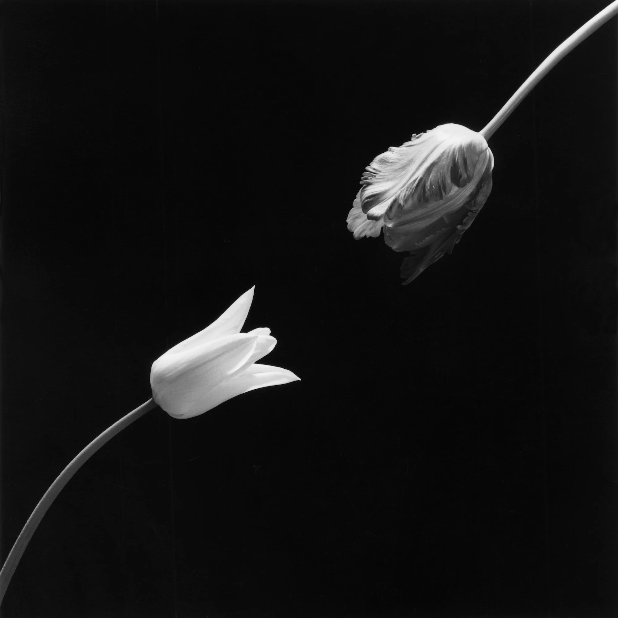 Tulip_Robert-Mapplethorpe.jpg
