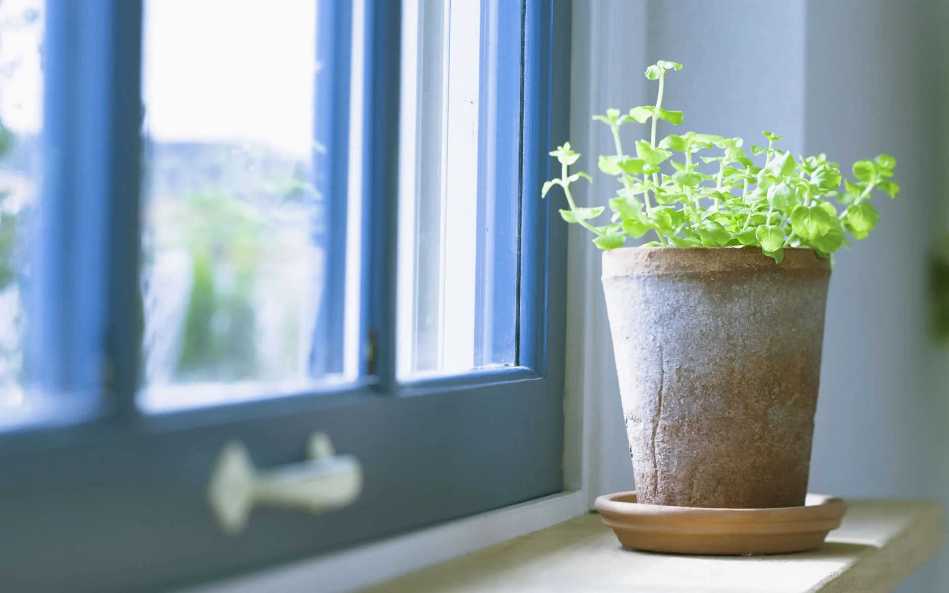7 ways to bring nature indoors if you don't have a green thumb