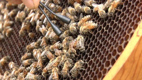 Bee_SharpSTILL_Queen_laying.jpg
