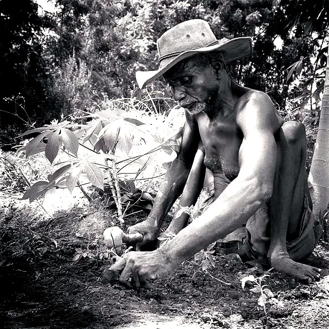 ALT_1_THE MAN OF THE TREES.jpg