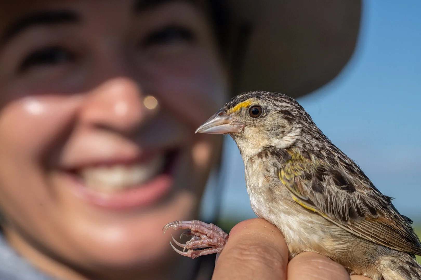 THE LITTLE BROWN BIRD