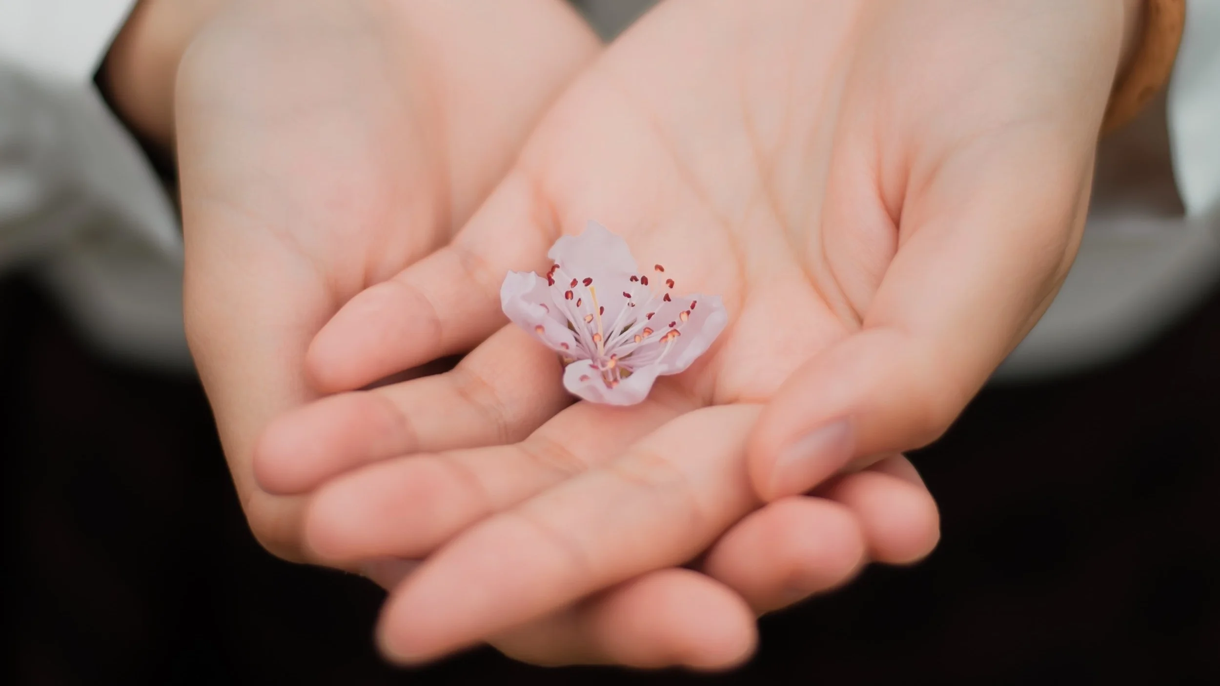 blur-close-up-flower-460295.jpg