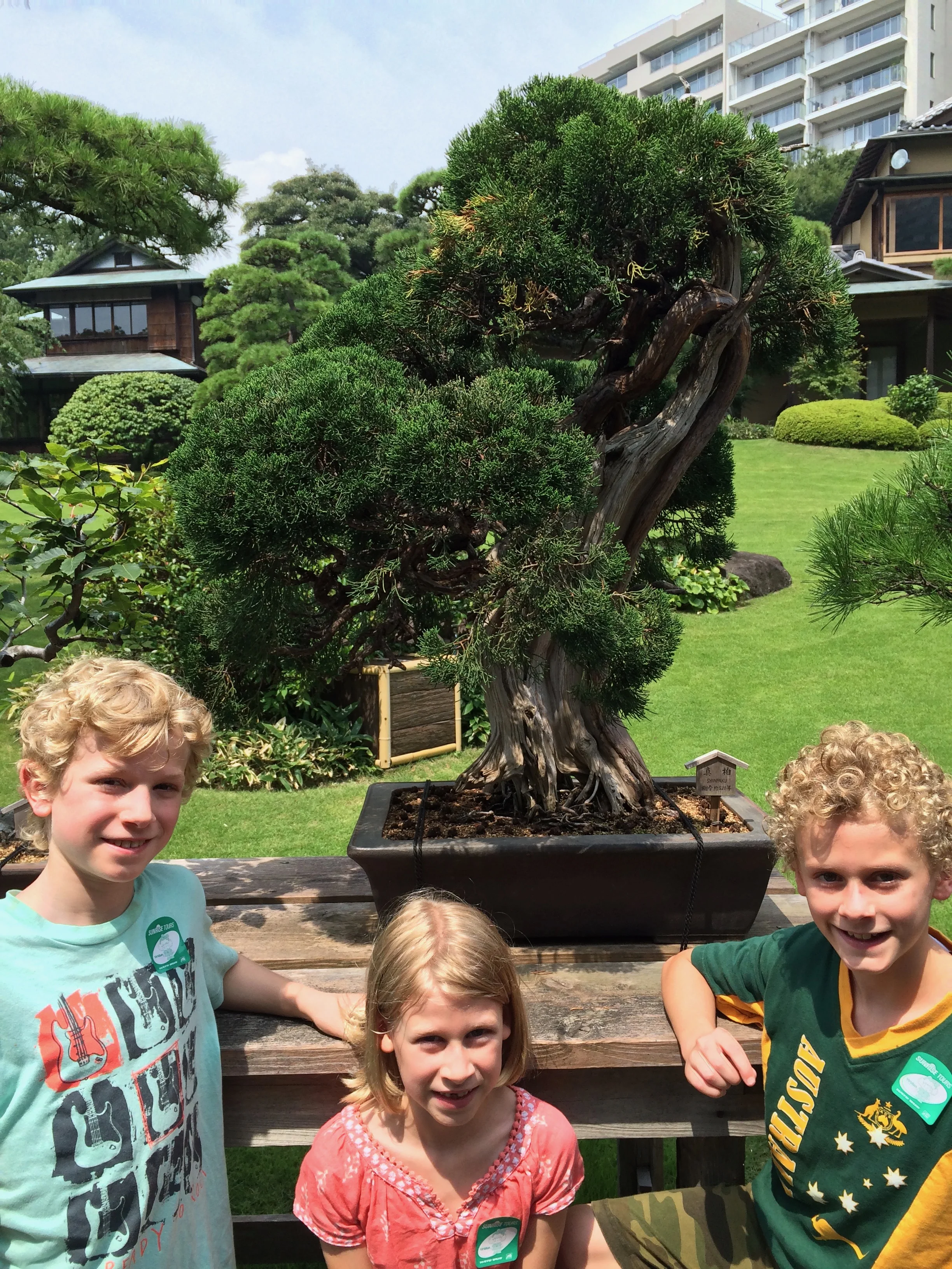Tokyo ancient bonsai tree