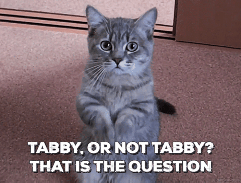Obviously this article wouldn't be complete without an unrelated cat gif.