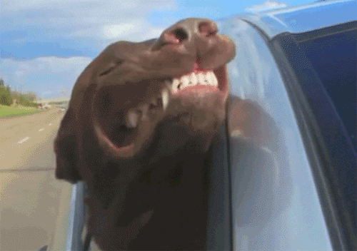 giphy (5).gif