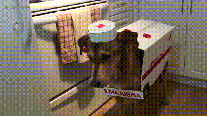 giphy-downsized-large (1).gif