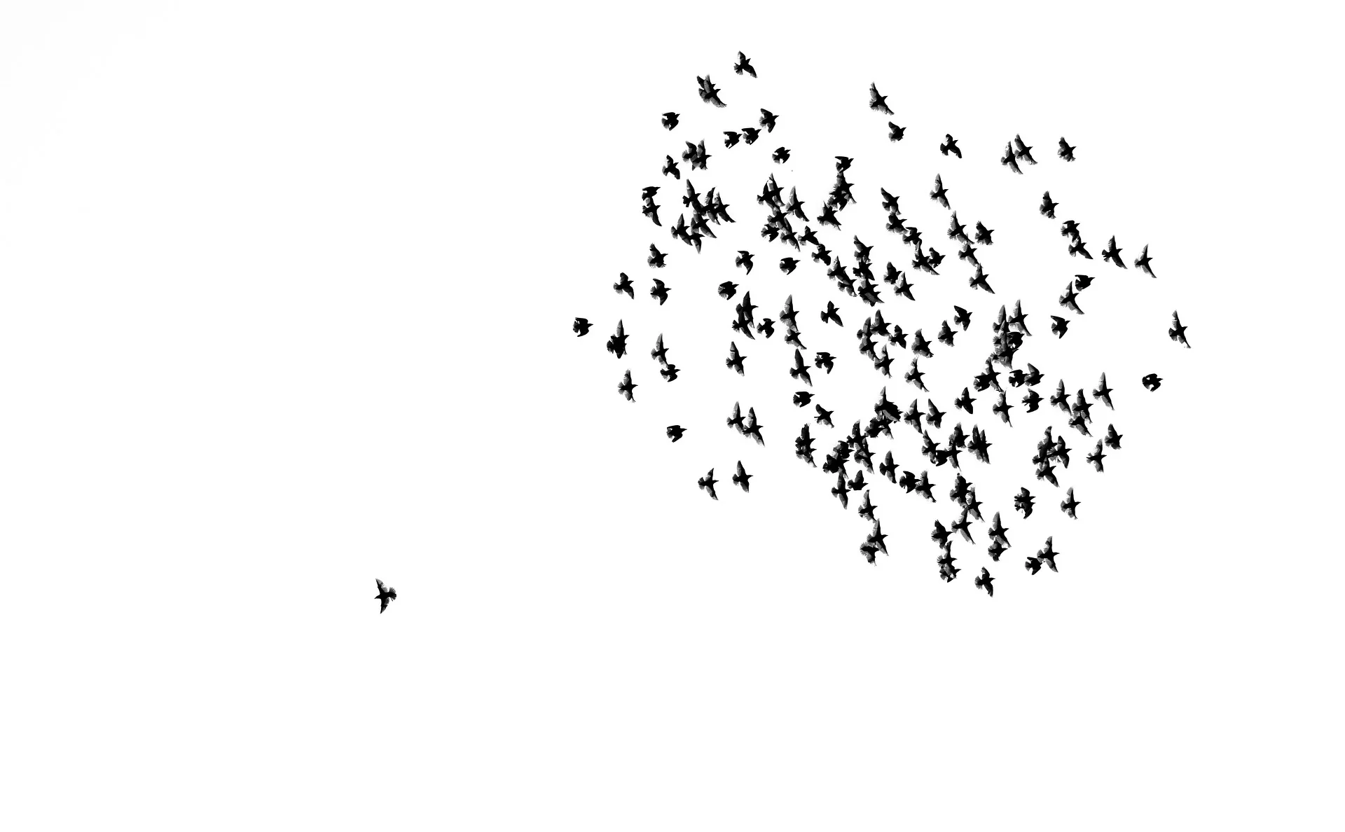 birds-2189476_1920.jpg