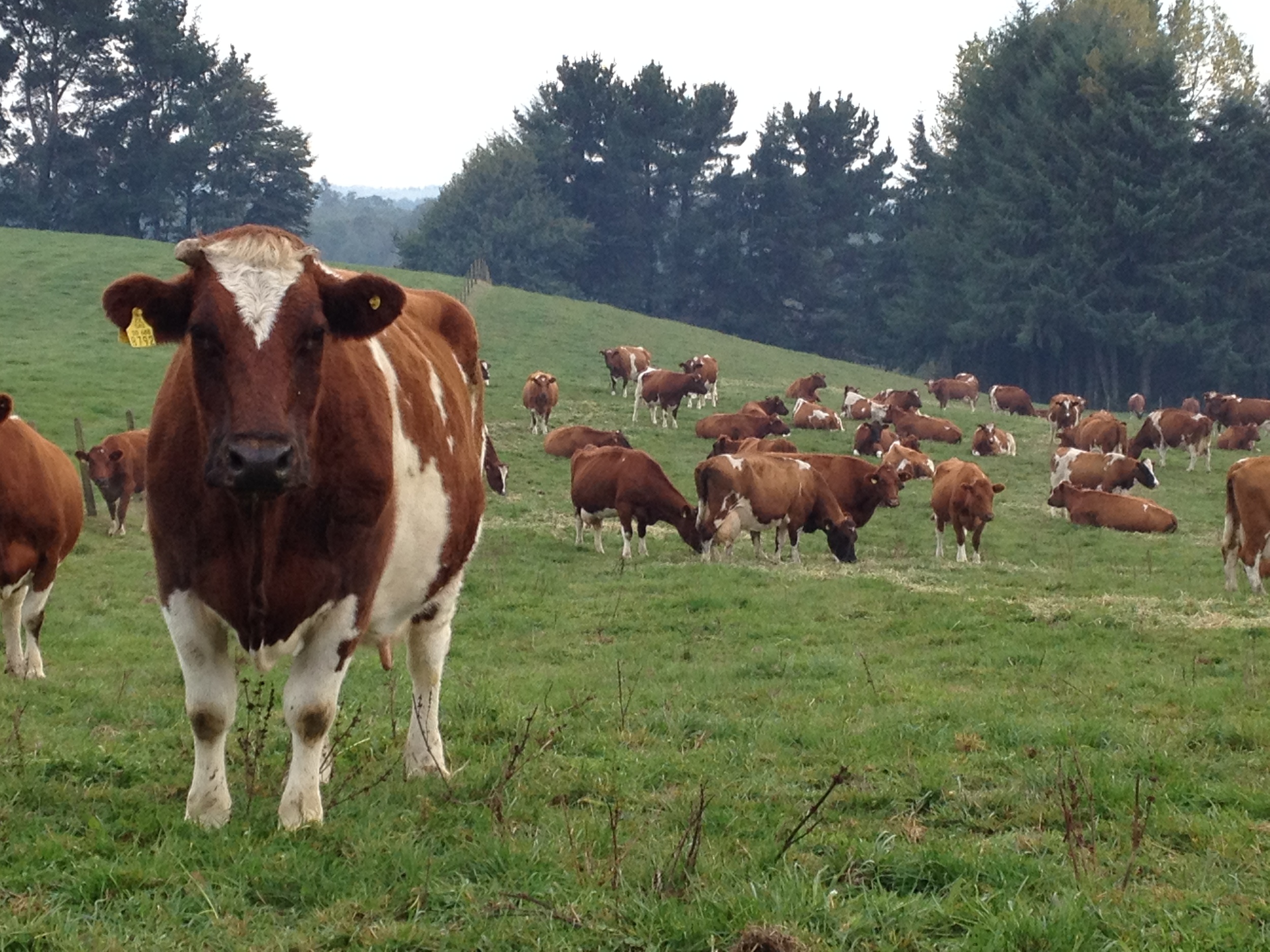 Overo Colorados graze in Southern Chile