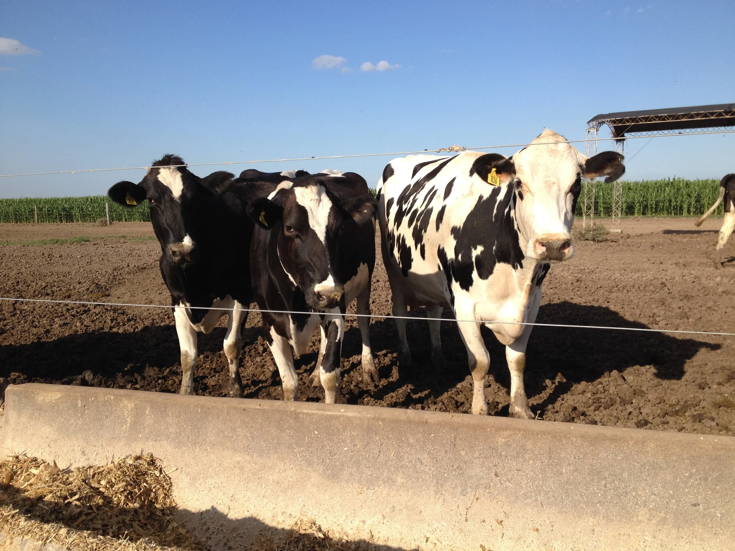 Got Leche? The Global Relevance of Latin America's Dairy Industry