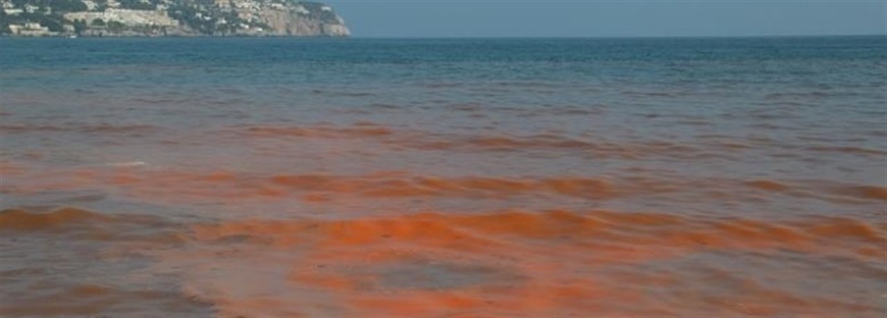 Image of the Red Tide from Notimerica