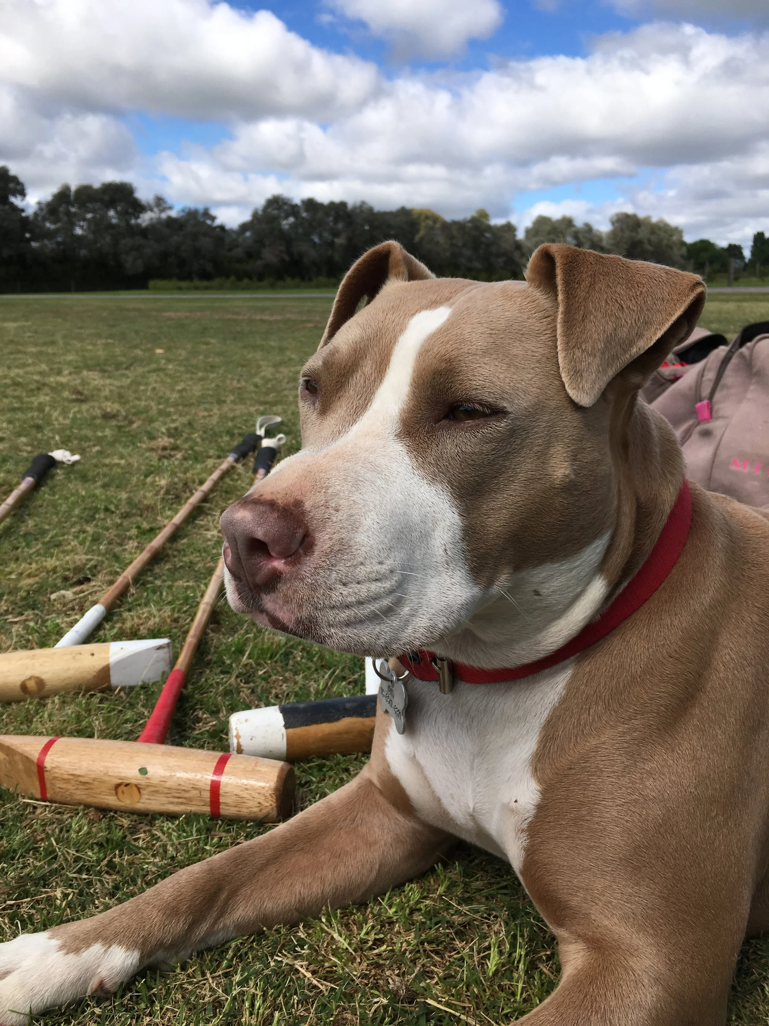 Feeding Fido: Pet Food as a Promising Agricultural Sector