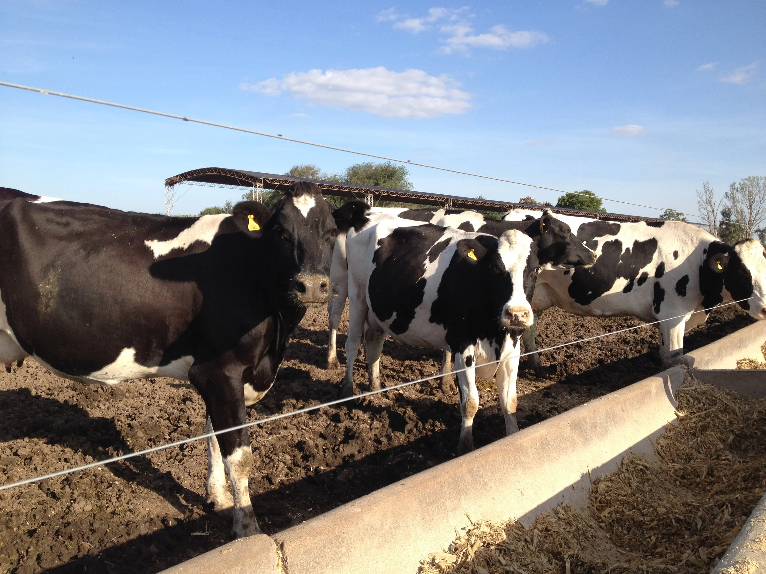 On the Outside Looking In: A Foreigner’s Perspective on the Latin American Dairy Industry 