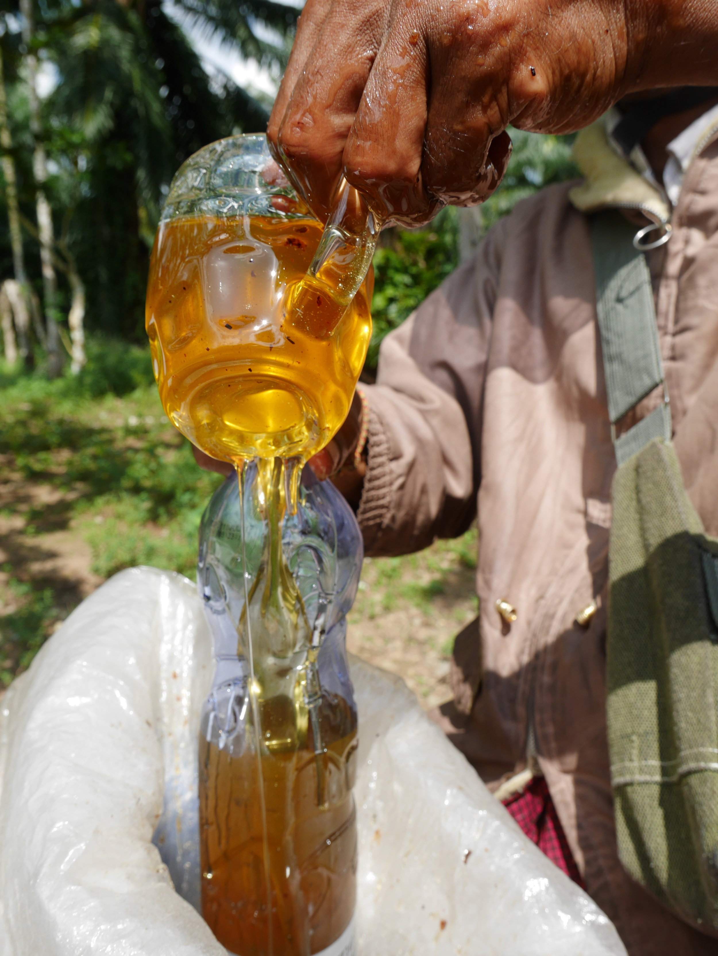 The palm tree honey of southern Myanmar 