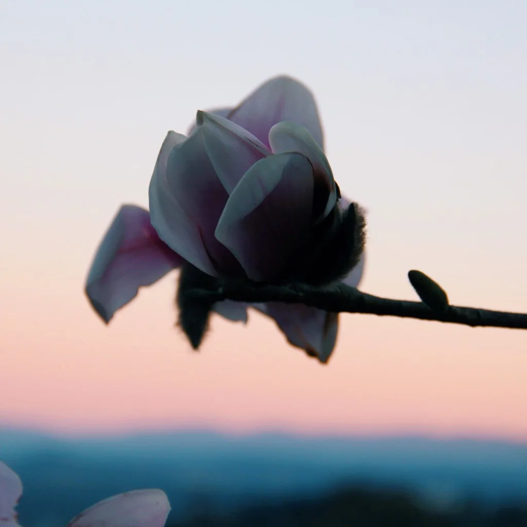 Passing by: Sonae, Levi Patel, Leandro Fresco