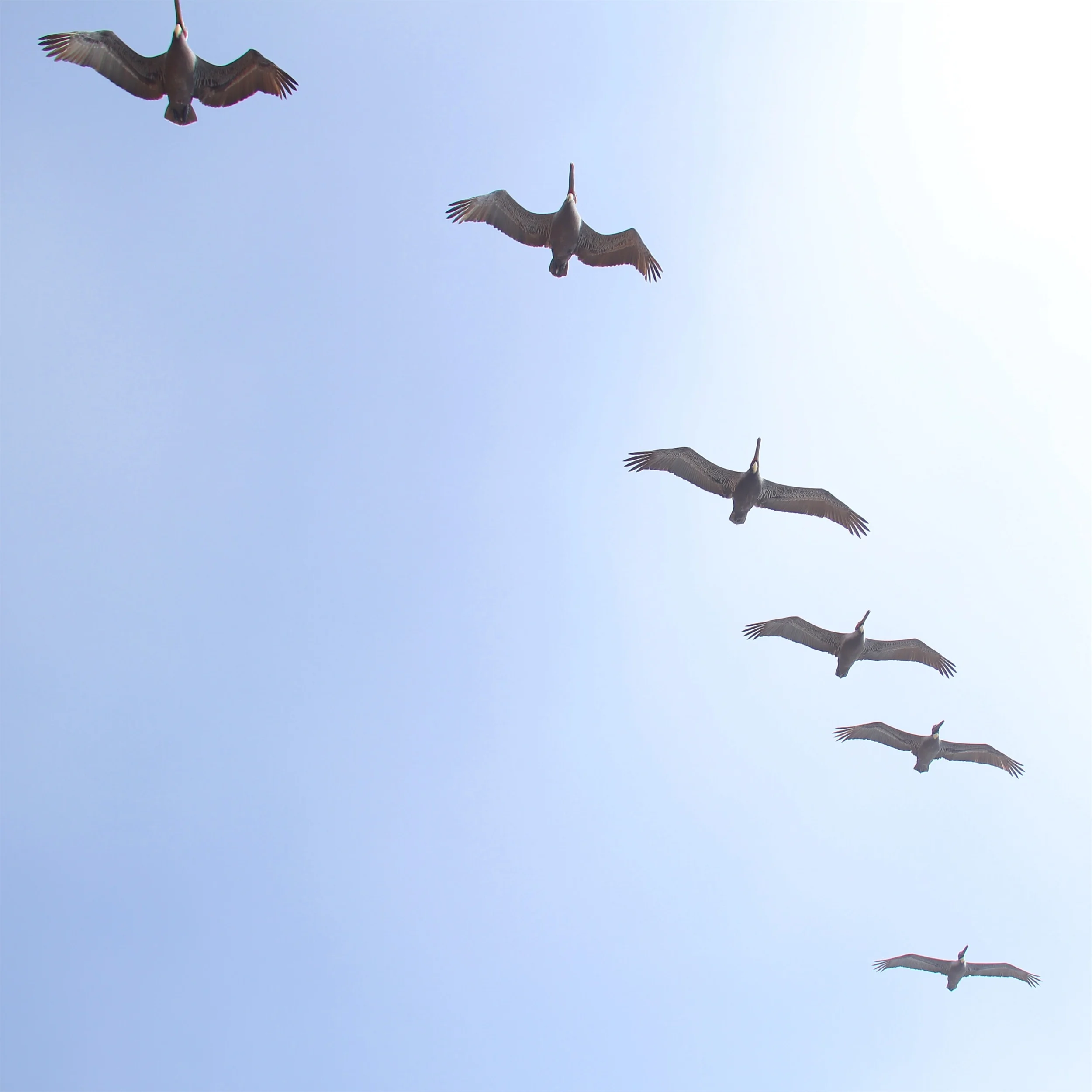 Hecq, Eskostatic, Selles, Low Light, 36