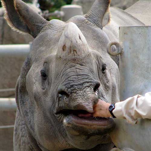 Feeding the rhino at the San Diego Zoo.