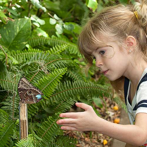 Get up close with butterflies