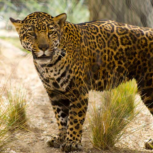 San Diego Zoo lets you get close to the animals