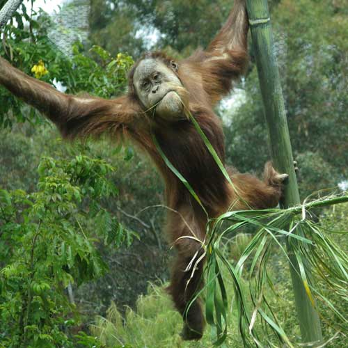 Swinging at the San Diego Zoo