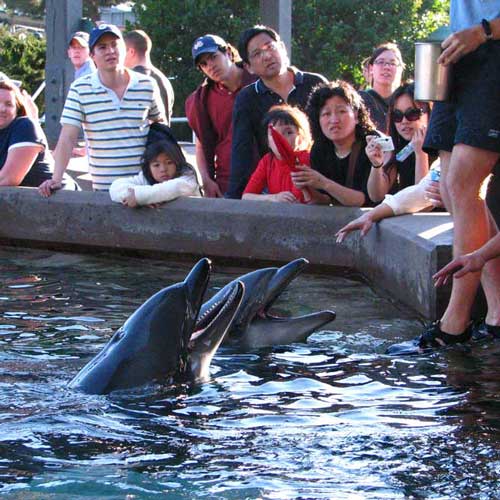 Pet a dolphin at SeaWorld