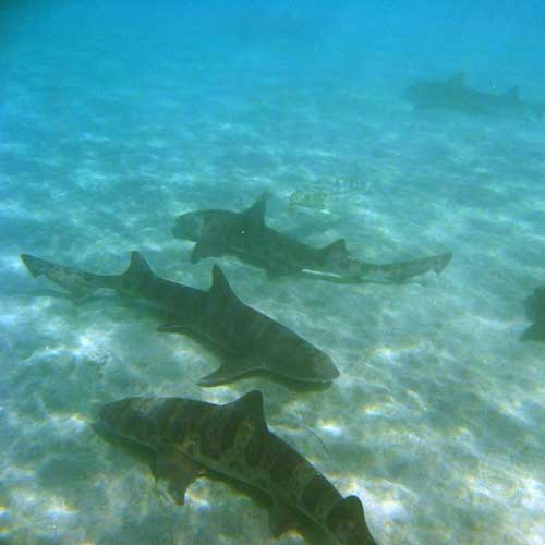 Swim with leopard sharks!